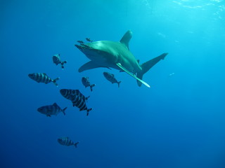 requin océanique longimanus