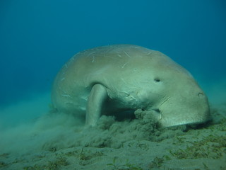 Dugong lamantin