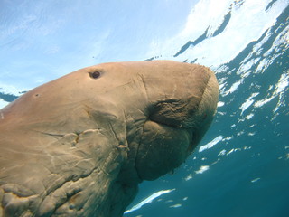 Fototapeta premium Dugong lamantin