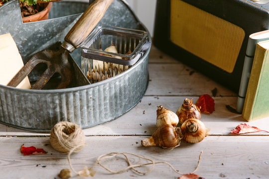 Spring bulbs being planted for an indoor display.