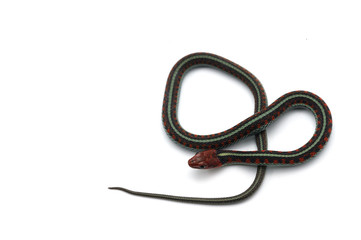 Naklejka premium Eastern Gather Snake isolated on white background