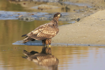Portrait young white tailed eagle sitting on the shore.