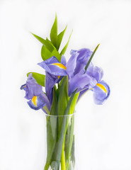 Bouquet of violet lily flowers on white background.