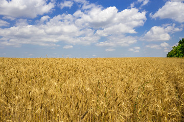 Naklejka premium field with gold ears of wheat in sunset