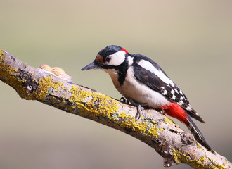 Great spotted woodpecker on the branch
