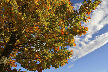 Autumn; changing colors.