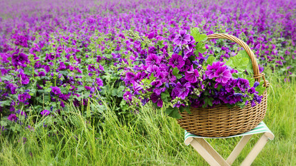 basket with mallow in front of purple flowerfield