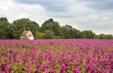 Fototapeta na wymiar field of flowers with little chapel in the background