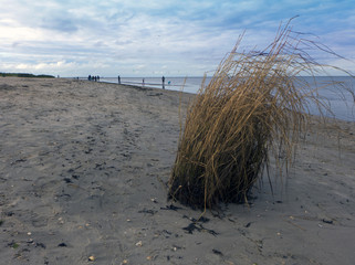 Trockenes Gras an einem Strand an der Nordsee