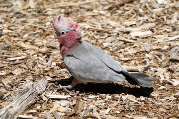 Galah in Western Australia 