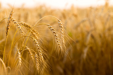 Spikes of ripe rye on a summer evening