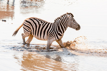 Fototapeta na wymiar Burchells zebra, Equus quagga burchellii, walking in muddy water