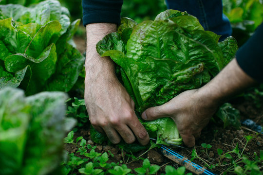 Farmer's hands harvesting lettuce in field