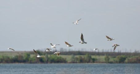 Fototapeta premium A flock of seagulls fly in the clear sky above the lake