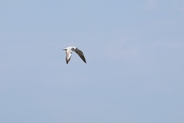 The seagull flies in the clear sky on a sunny day