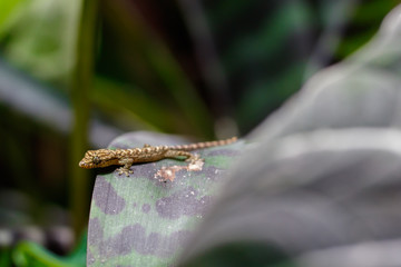 Jungferngecko 