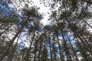 Fototapeta premium A view from below of some tall trees in a wood in spring against a blue sky with white clouds