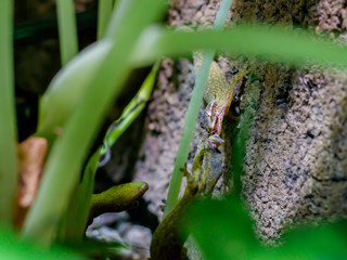 Jungferngecko Futterneid