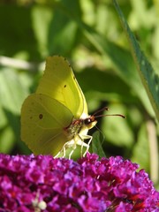 Yellow butterfly 