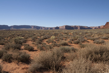 Vegetation in the desert of Monument Valley, Utah/Arizona, USA.