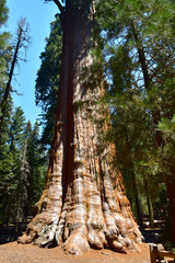 Giant Huge Sequoia Trees