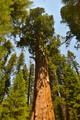 Fototapeta premium Giant Huge Sequoia Trees