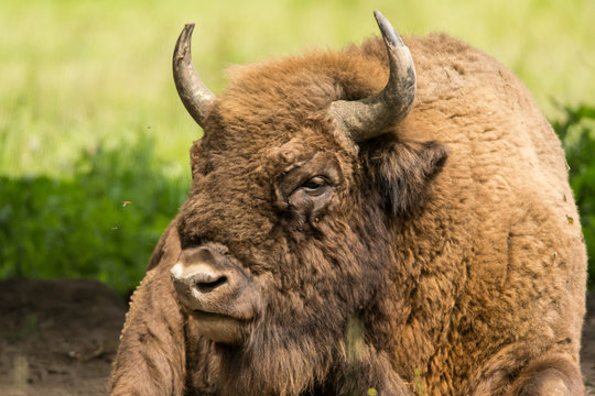 Żubr, Puszcza Białowieska
