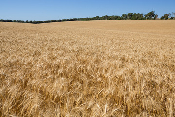 Wheat field, mature yellow wheat, general plan