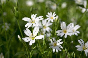 Naklejka na ściany i meble Stellaria holostea greater stitchwort perennial flowers in bloom, group of white flowers on green background