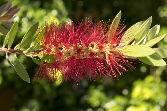 Callistemon citrinus, Melaleuca citrina, common red, crimson, lemon bottlebrush in bloom