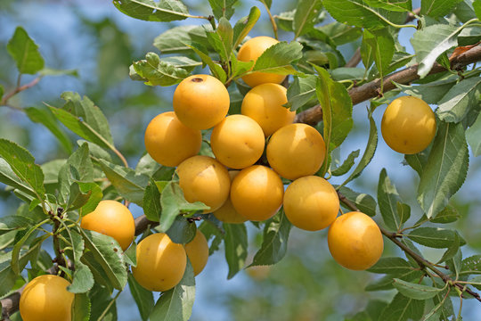 Mirabellen, Wildpflaumen, Prunus cerasifera
