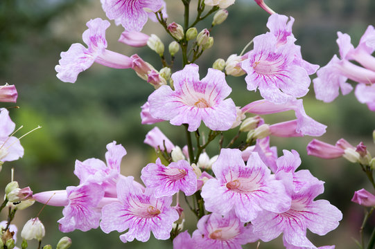 Podranea ricasoliana, Port St Johns creeper, Port St Johns klimop, pink trumpet vine, pink trumpetflower, Zimbabwe Creeper, Pink Tecoma in bloom