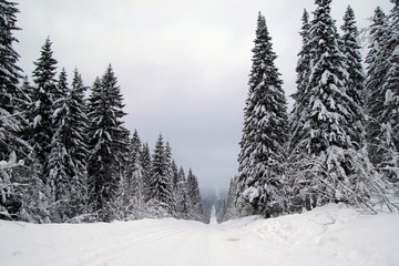 Winter landscape with road and snow covered firs.