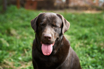 Pets, animals, a dog, a labrador in the backyard