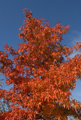 Autumn; red leaves and blue sky.