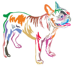 Fototapeta na wymiar Colorful decorative standing portrait of French Bulldog vector illustration