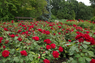 Rose flower in the park