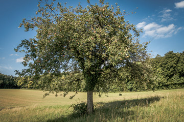 Fototapeta na wymiar Alte Apfelbäume
