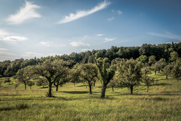Fototapeta premium Alte Apfelbäume