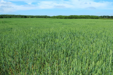 Green field with young wheat crop growing