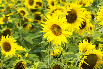 Fototapeta premium Nahaufnahme von Sonnenblumen auf dem Feld 