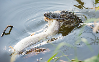 Alligator with dinner
