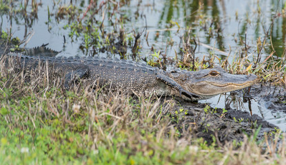 Florida gator