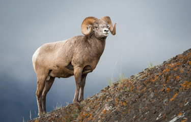 Majestic bighorn ram