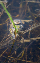 Boreal Chorus Frog