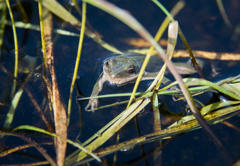 Boreal Chorus Frog