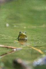 Frog in a swamp