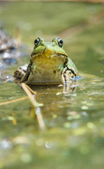 Frog profile