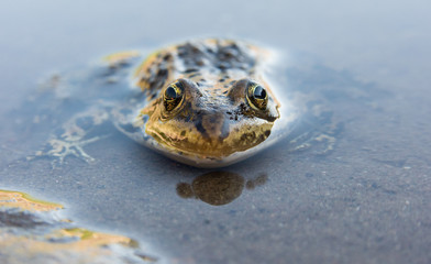 Frog in Yellowstone