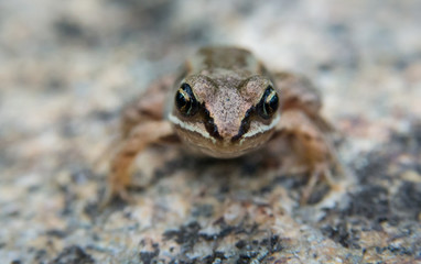 Frog in Waterton